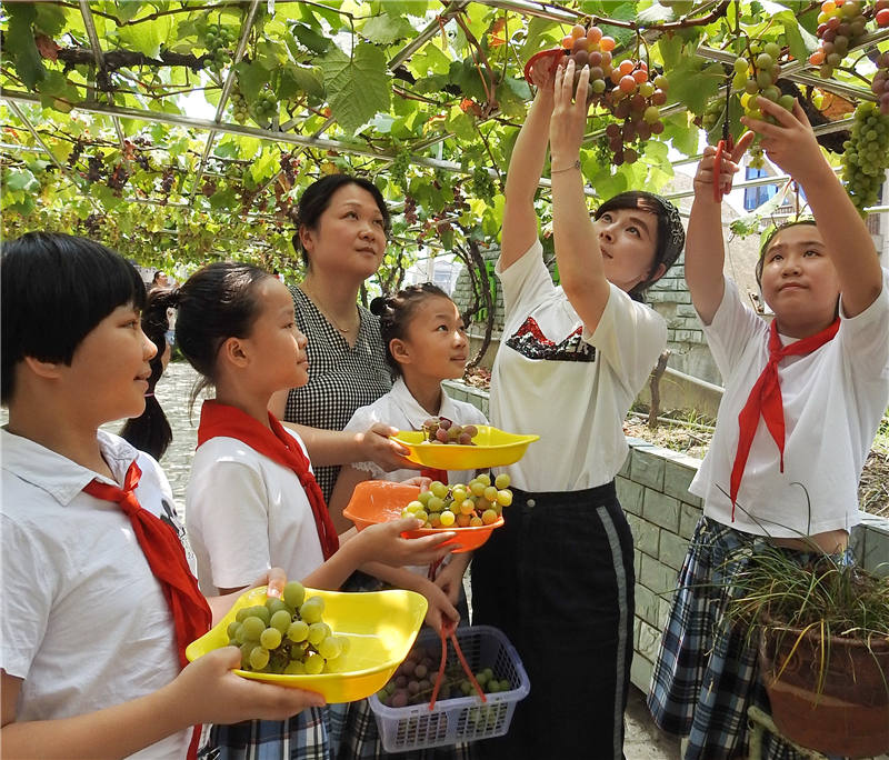 该校师生在教学楼顶的葡萄农庄，现场采摘多个品种葡萄。